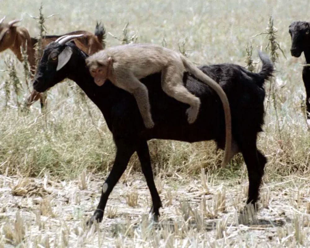 Обезьяна коза мужчина. Обезьяна на лошади. Козел и обезьяна. Обезьяна на ишаке. Обезьяна и коза.