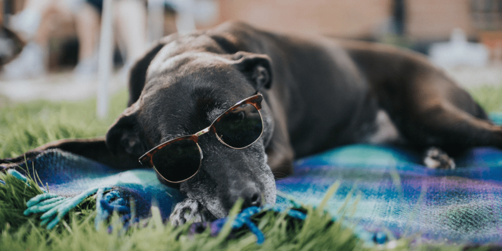 Follow These Pet Tips During the Dog Days of Summer