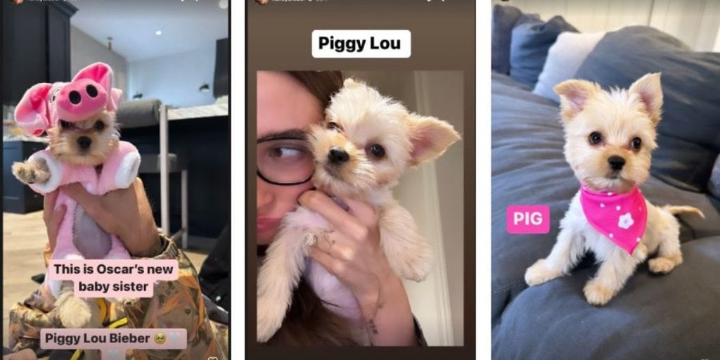 Justin and Hailey Bieber Welcome New Pup Piggy Lou Into Their Family