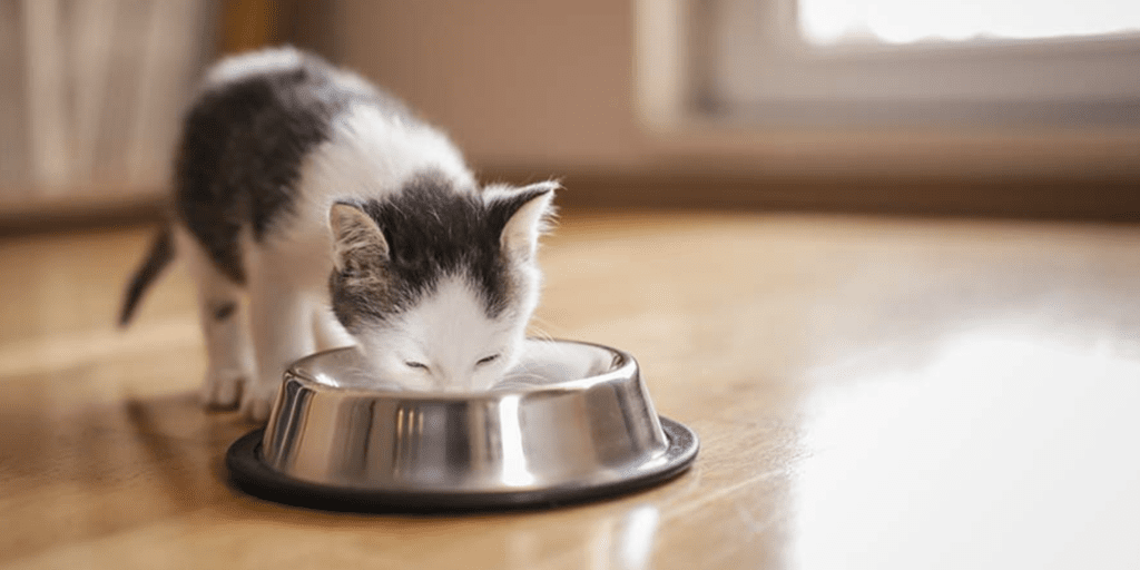 Despite What You Think, Milk Is Actually Bad for Your Cat, Say Vets
