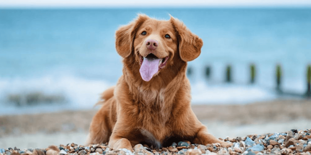 Increasing Your Dog’s Confidence – A Guide for a Happier Furry Friend